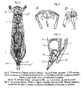 De Beauchamp, P M (1908): Zoologischer Anzeiger 33 